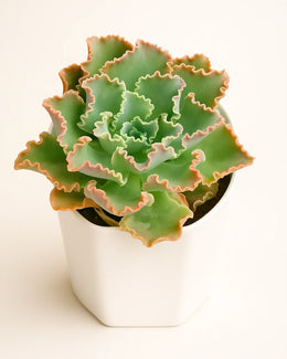 Echeveria Curly Locks Plant
