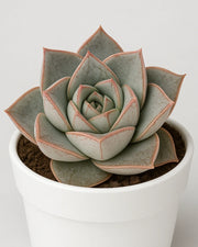 Echeveria 'Dionysos' Plant