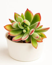Echeveria Hermsii (Plush Plant)