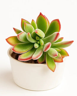 Echeveria Hermsii (Plush Plant)