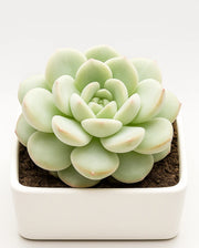 Echeveria Hybrid Icy Green- Bare Rooted