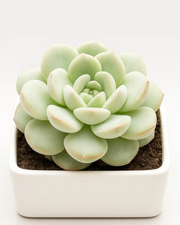 Echeveria Hybrid Icy Green- Bare Rooted