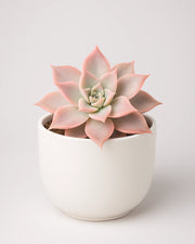 Echeveria Korean Madiba - Bare rooted