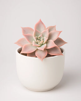 Echeveria Korean Madiba - Bare rooted