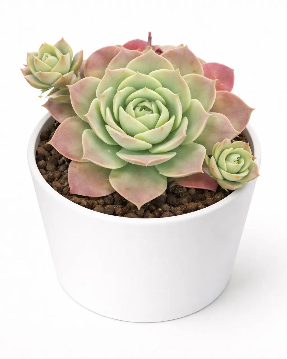 madiba succulent Echeveria Korean Madiba