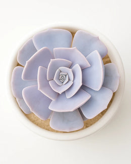 Echeveria Lilacina Plant