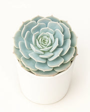 Echeveria Lilacina Plant