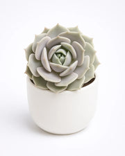 Echeveria Lola - Bare Rooted