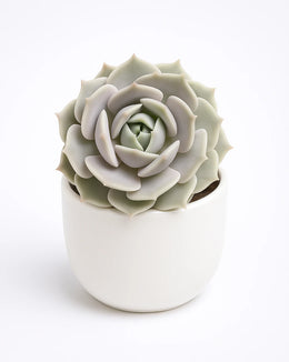 Echeveria Lola - Bare Rooted