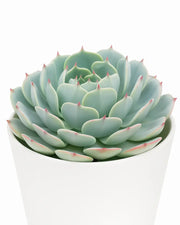 Echeveria 'Mazarine' Plant
