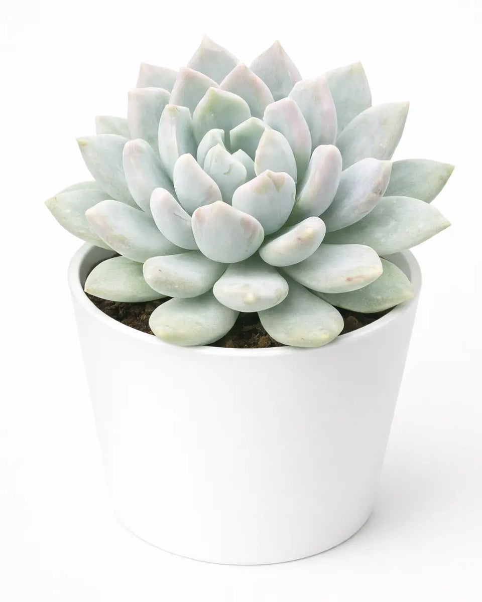 miranda succulent Echeveria Miranda- Valvet White – Nainileaf
