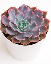Echeveria Neon Breaker Plant