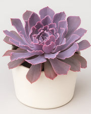 Echeveria Neon Breaker Plant