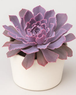 Echeveria Neon Breaker Plant