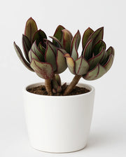 Echeveria Nodulosa 'Painted Beauty