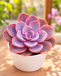 Echeveria PVN Plant