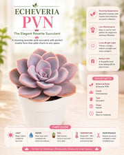 Echeveria PVN Plant