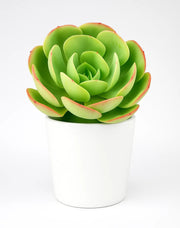 Echeveria Pallida Plant