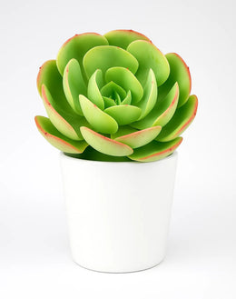 Echeveria Pallida Plant