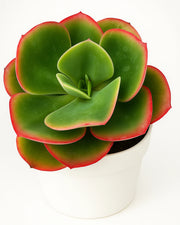 Echeveria Pallida Varigated Plant