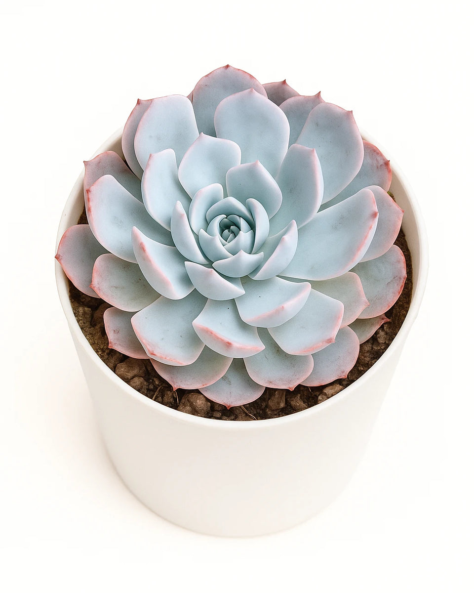 peacockii succulent Echeveria Peacockii Plant – Nainileaf