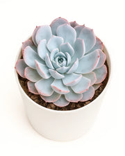 Echeveria Peacockii Plant