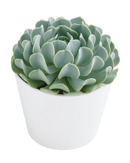 Echeveria Runyonii Plant - Topsy turvy