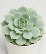 Echeveria Simulans