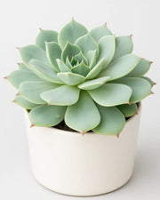 Echeveria Simulans