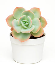 Echeveria Softglow Plant