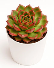 Echeveria Strictiflora Plant