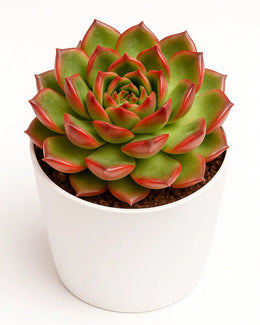 Echeveria Strictiflora Plant