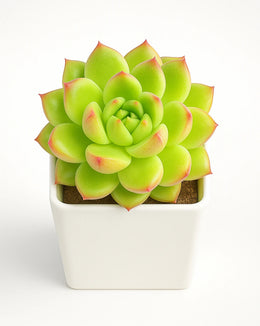 Echeveria Suki - Bare Rooted