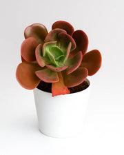 Echeveria Tang Rose