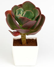 Echeveria Tang Rose