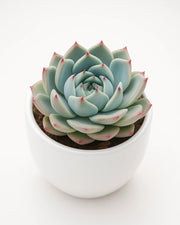 Echeveria 'Tippy' Plant