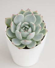Echeveria 'Tippy' Plant
