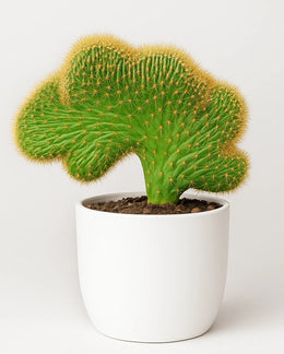 Echinopsis Eyriesii Crestato - Bare rooted