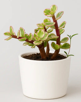 Portulacaria Afra-Varigated Elephant bush Plant