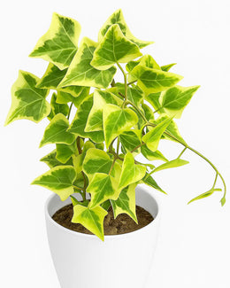 English Ivy Plant