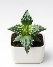 Faucaria Tigrina - Tiger Jaw - Bare Rooted