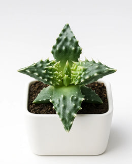 Faucaria Tigrina - Tiger Jaw - Bare Rooted