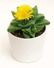 Faucaria Tigrina Tiger Plant