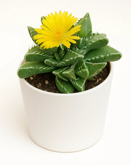 Faucaria Tigrina Tiger Plant