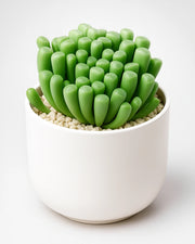 Fenestraria (Baby Toes) -Bare Rooted