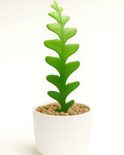 Fishbone Cactus (Disocactus anguliger or Epiphyllum anguliger)  Bare rooted