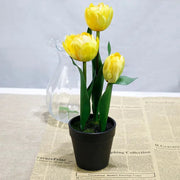 Tulip with Plastic Pot & Gravel
