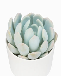 Pachyveria Scheideckeri Plant- Globe