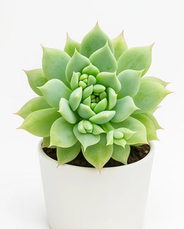 Graptopetalum Macdougallii Plant