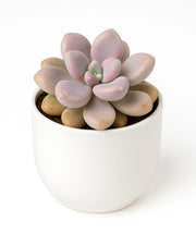 Graptopetalum Mirinae Plant